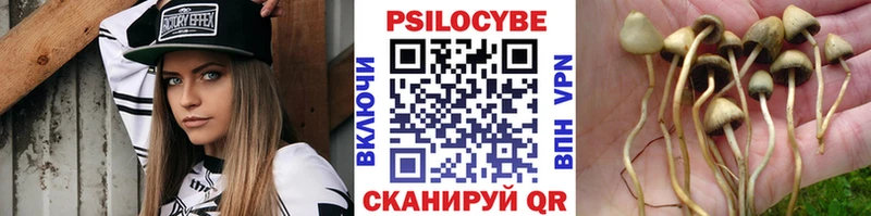 Галлюциногенные грибы Psilocybe  Гатчина 