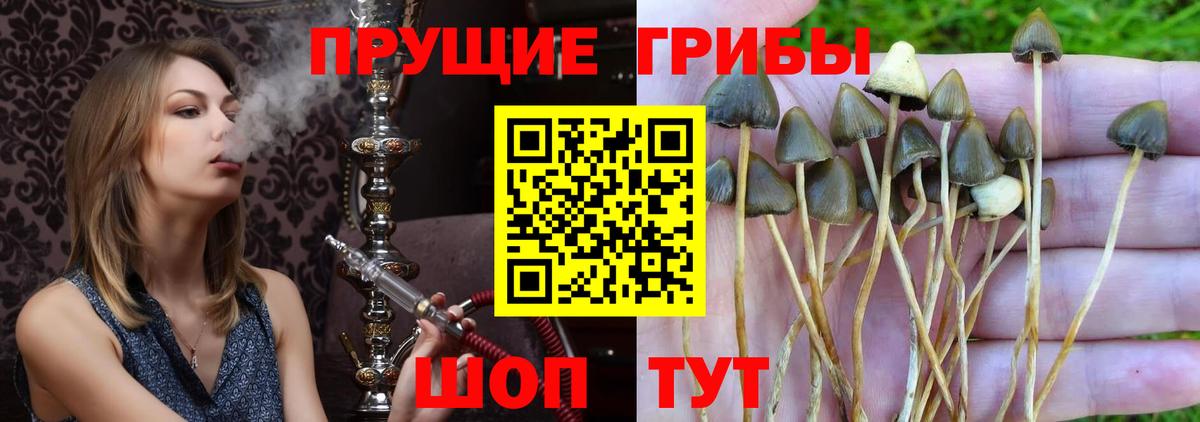 Псилоцибиновые грибы прущие грибы Гатчина