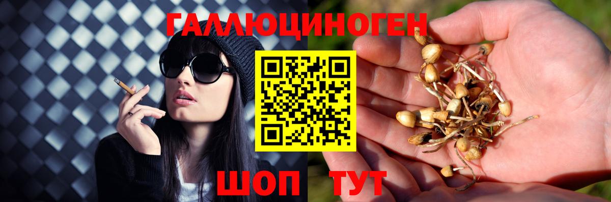 Галлюциногенные грибы Cubensis  Гатчина 